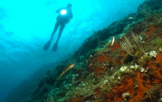 CDC Observando el fondo